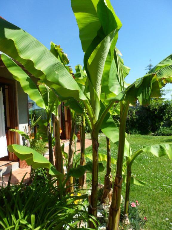 Agriturismo La Quiete Roncofreddo Ngoại thất bức ảnh